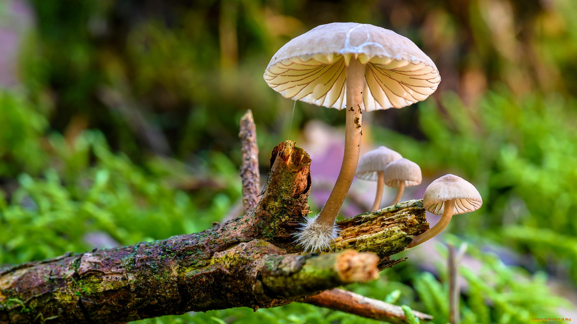 природа, грибы, грибная, семейка