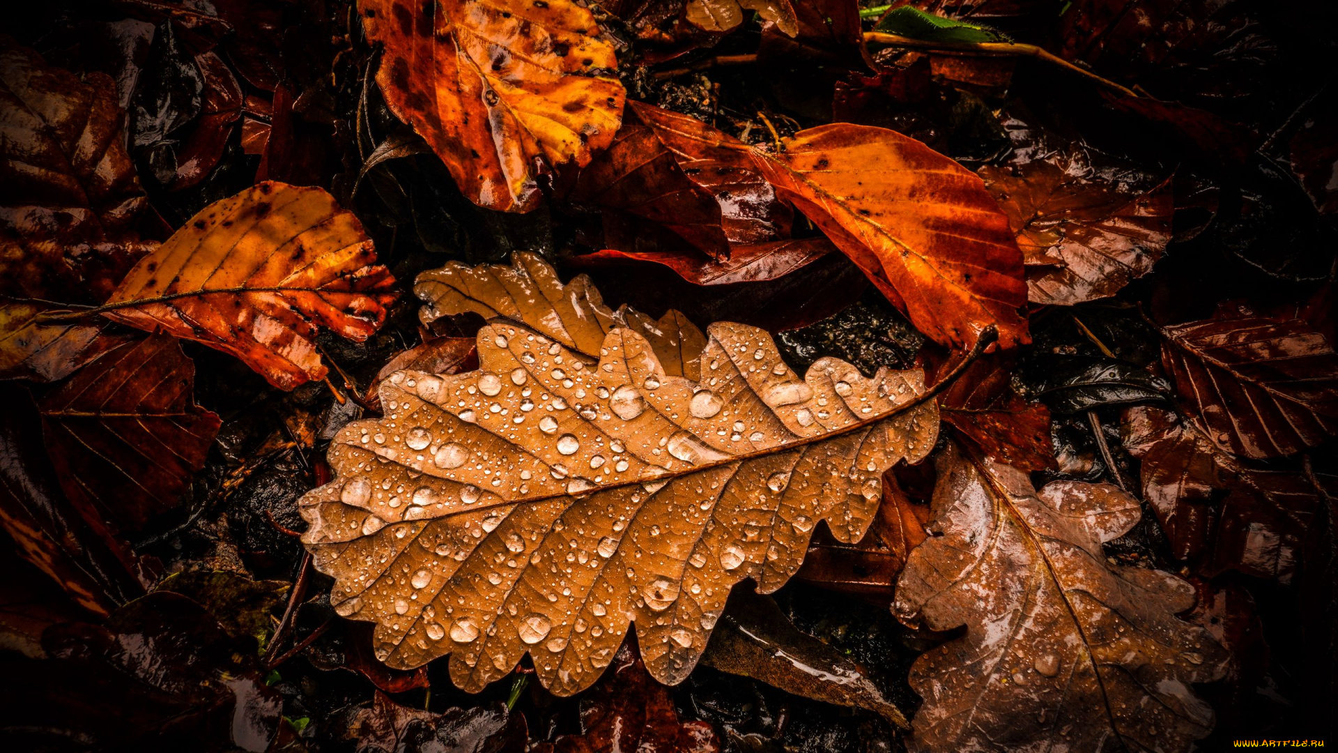природа, листья, осенние, капли