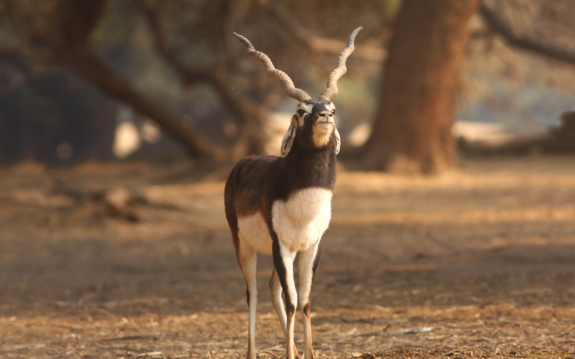 животные, -, другое, минимализм, природа, рога