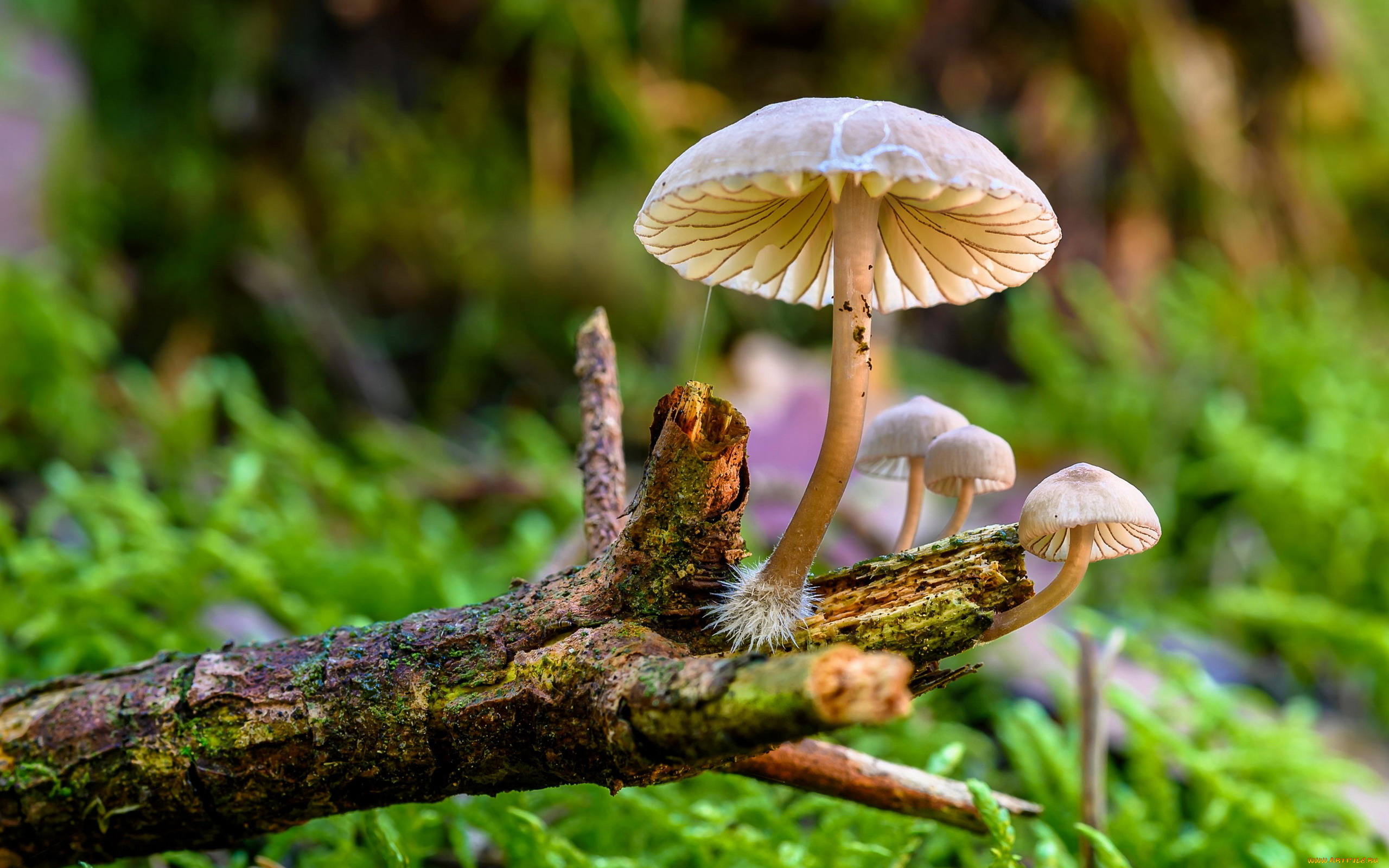 природа, грибы, грибная, семейка