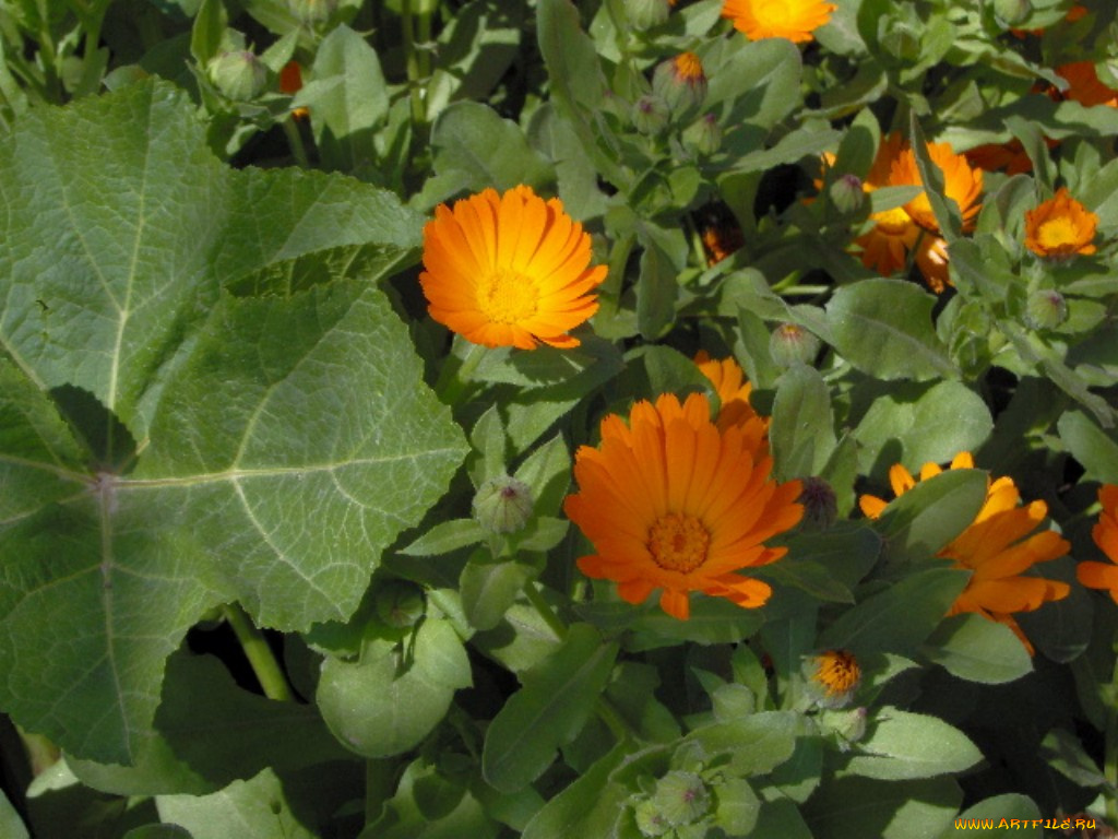 цветы, календула