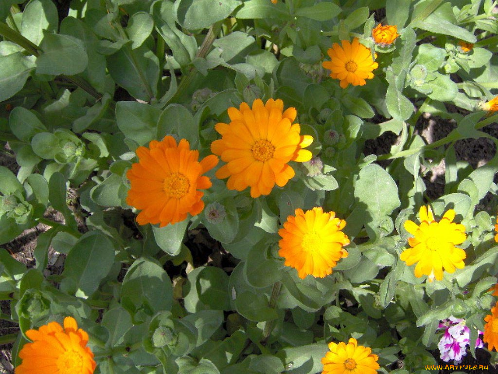 цветы, календула