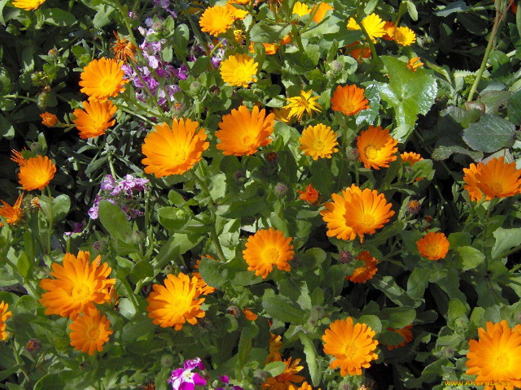 цветы, календула