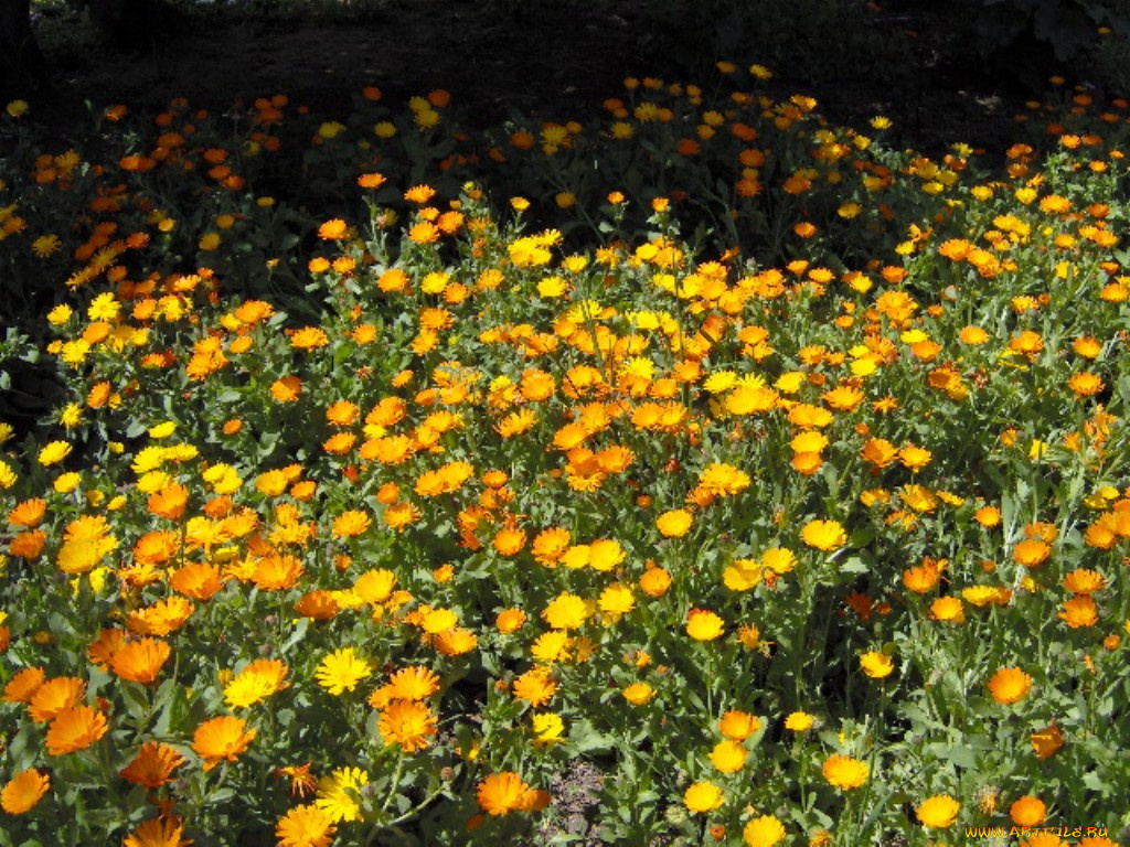 цветы, календула