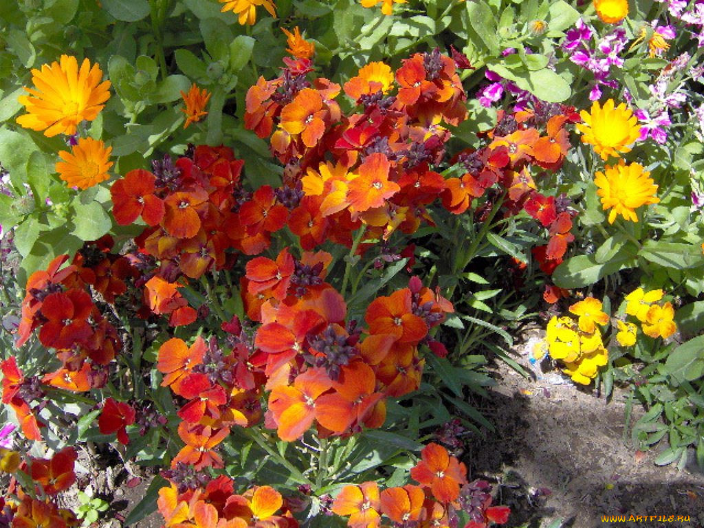 цветы, разные, вместе