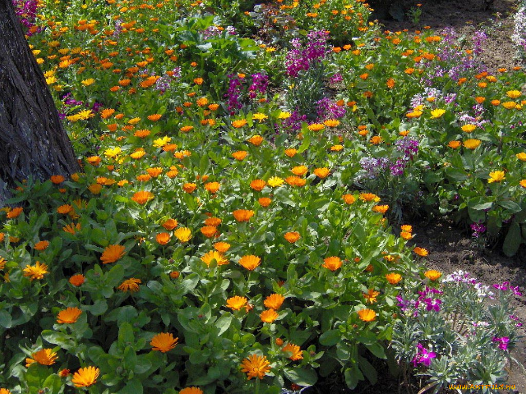 цветы, разные, вместе