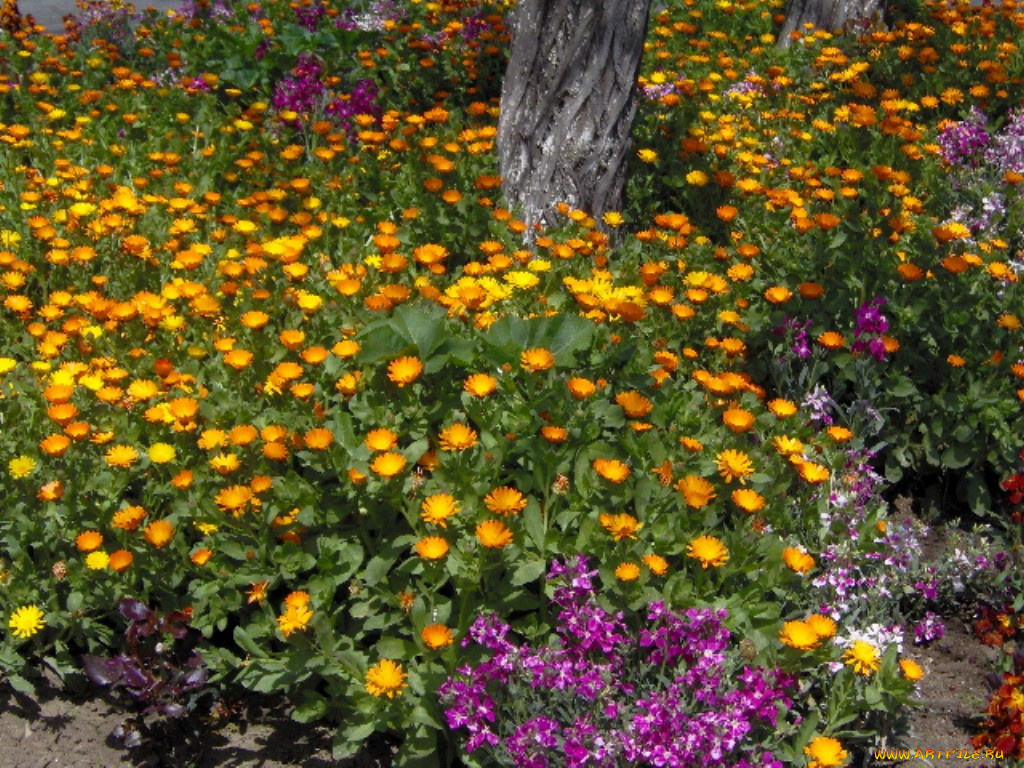 цветы, разные, вместе