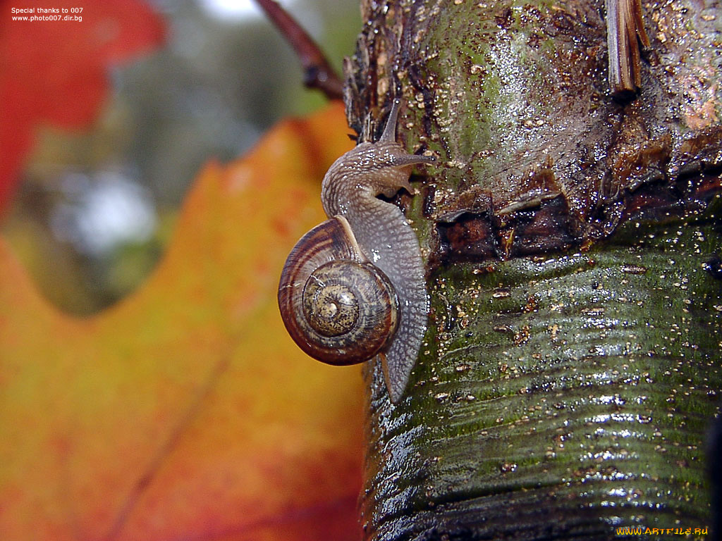 животные, улитки