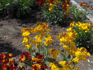 Картинка цветы