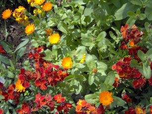 Картинка цветы разные вместе