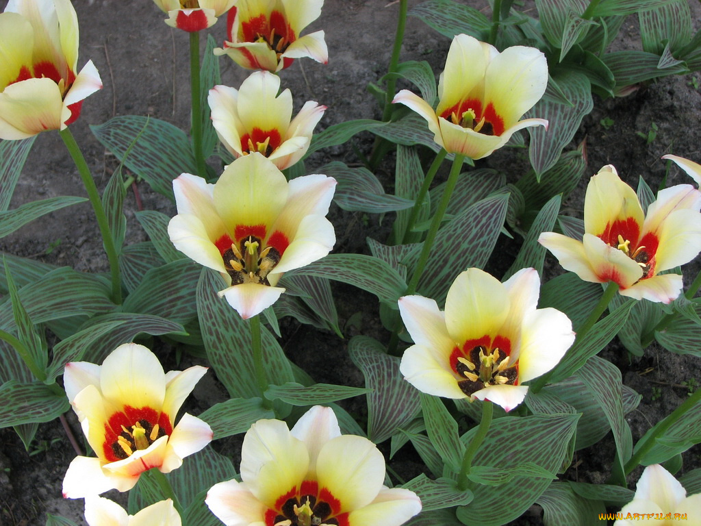 цветы, тюльпаны