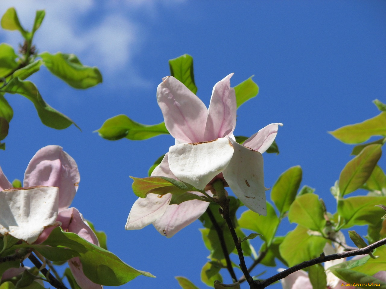 цветы, магнолии