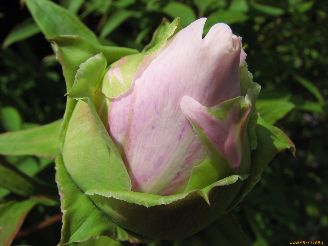 цветы, пионы