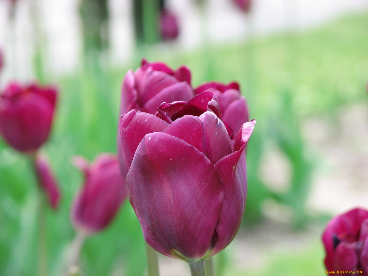 цветы, тюльпаны