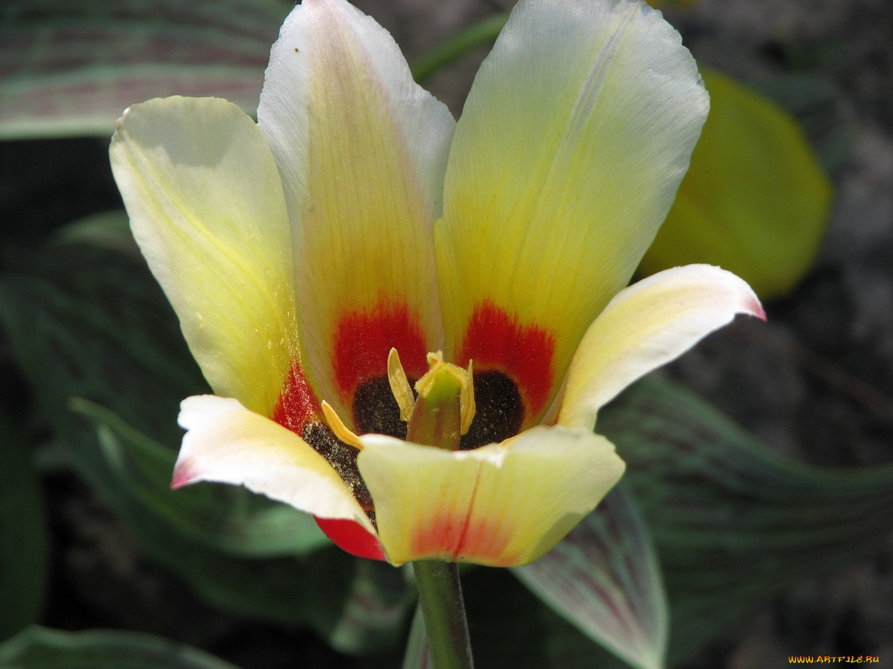 цветы, тюльпаны