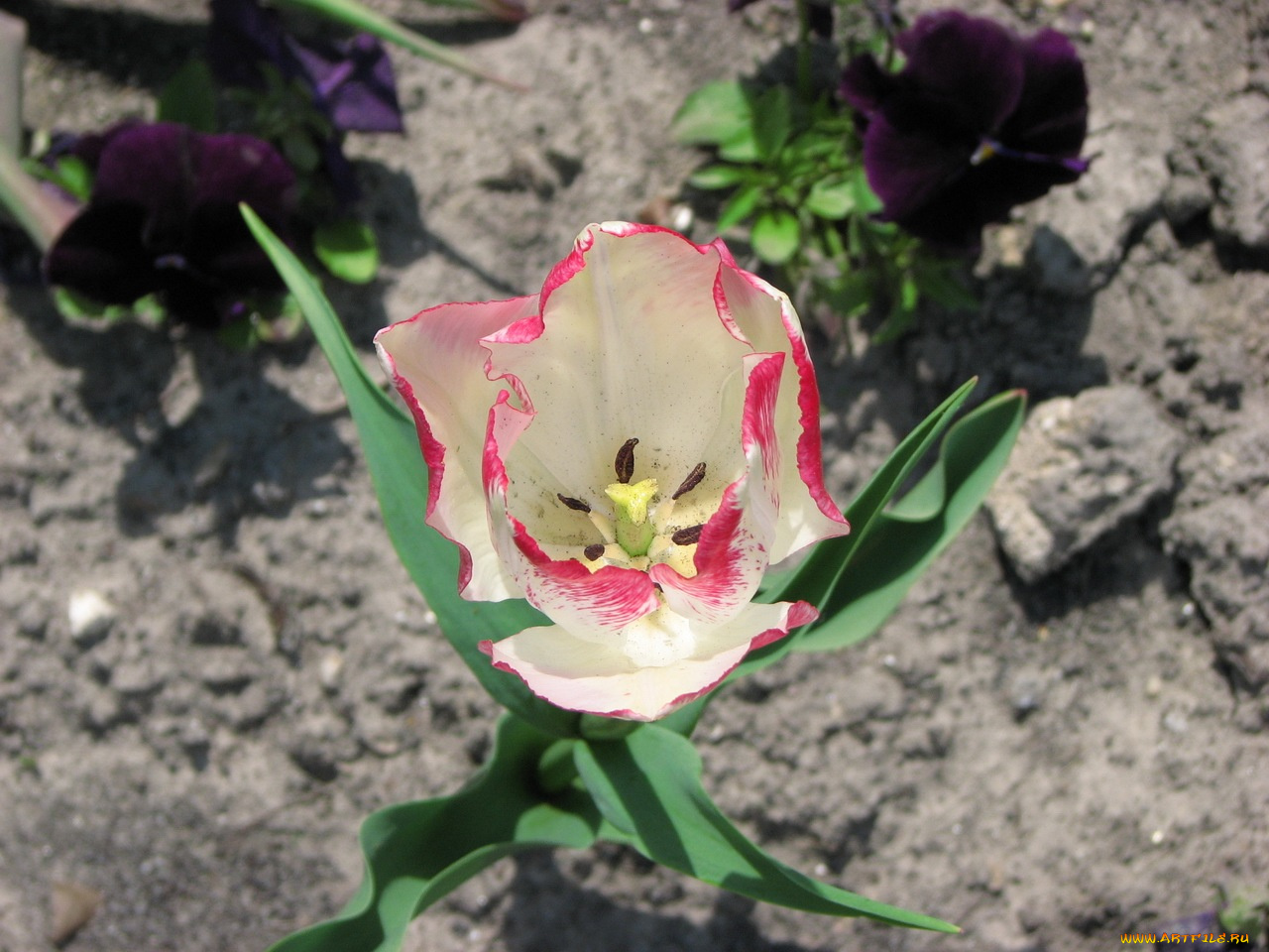 цветы, тюльпаны