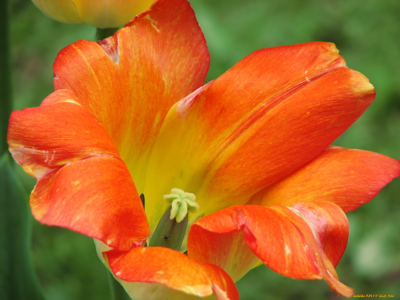 цветы, тюльпаны