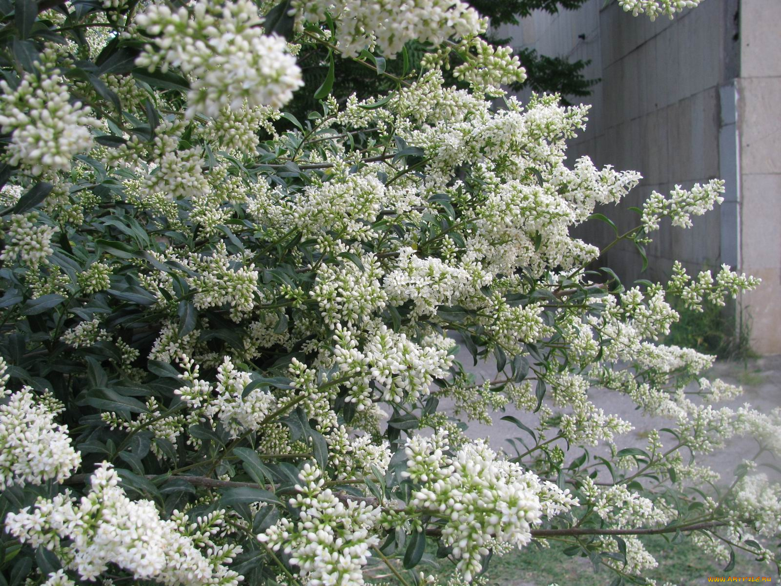 цветы, цветущие, деревья, кустарники