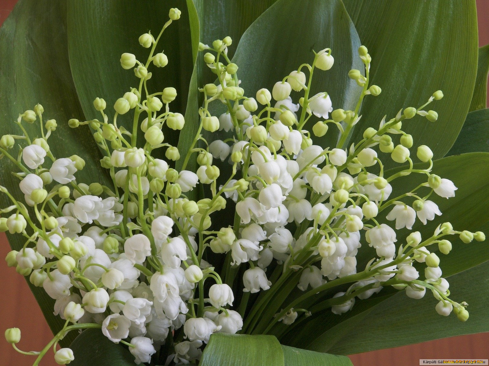 цветы, ландыши