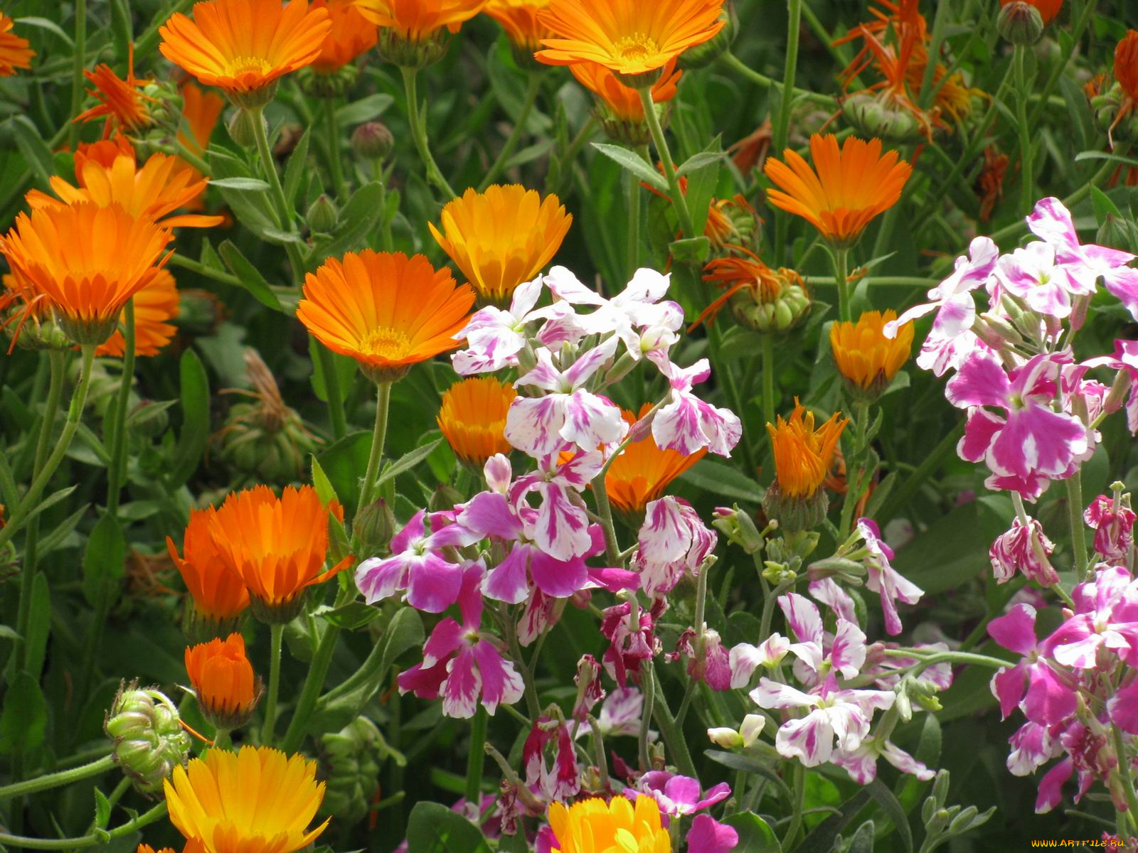 цветы, разные, вместе