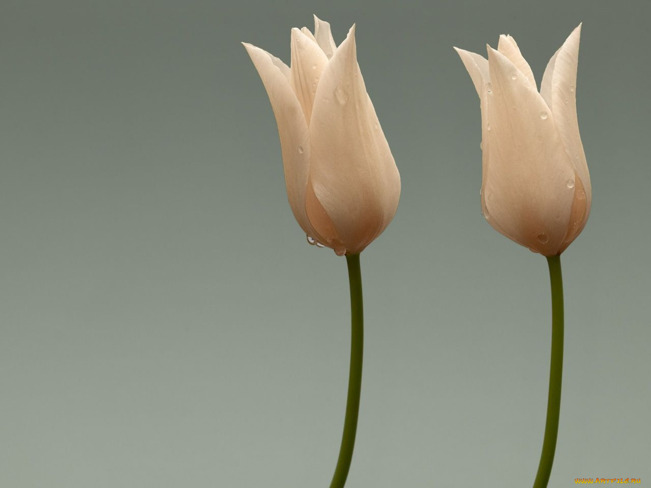 цветы, тюльпаны
