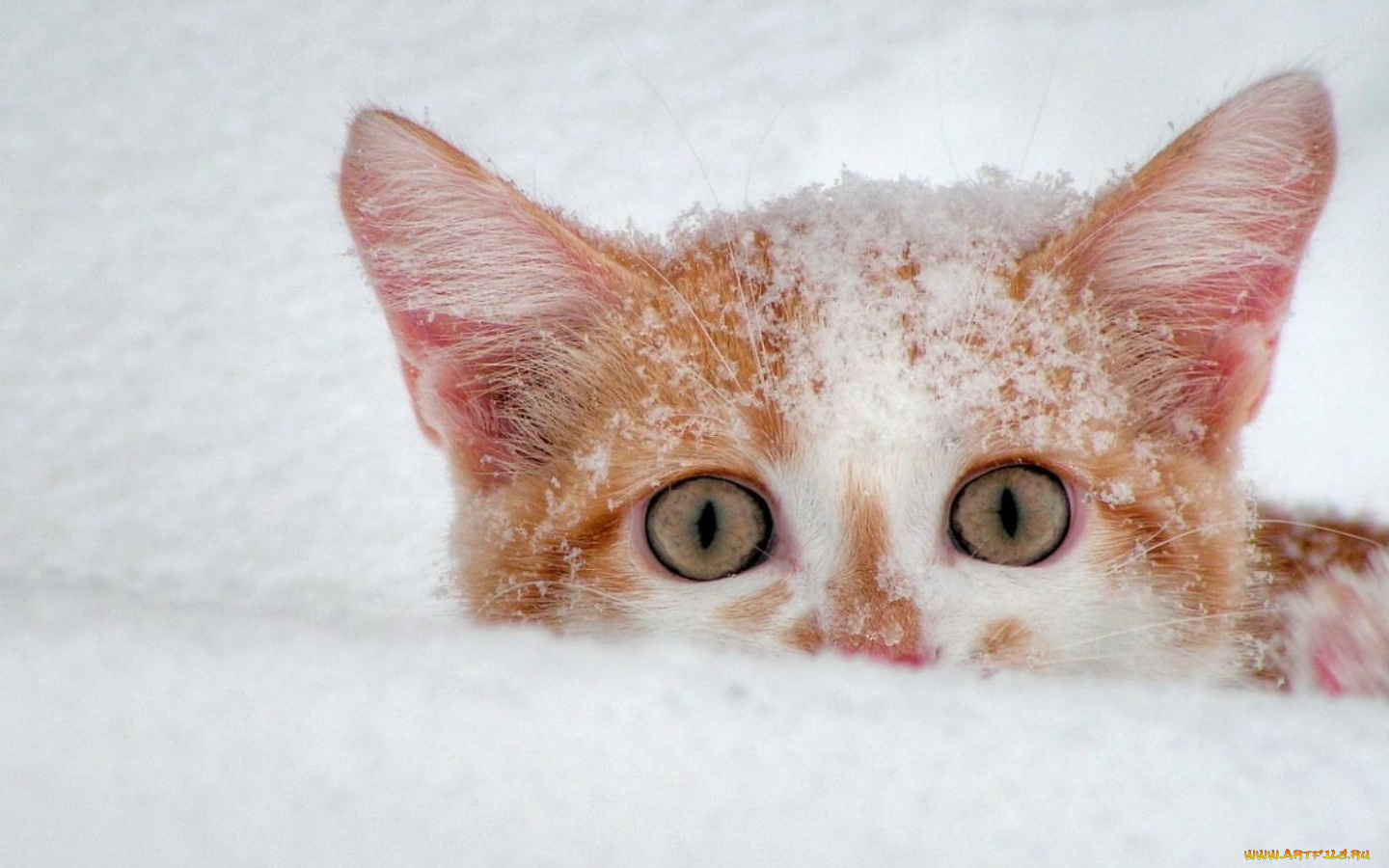 животные, коты