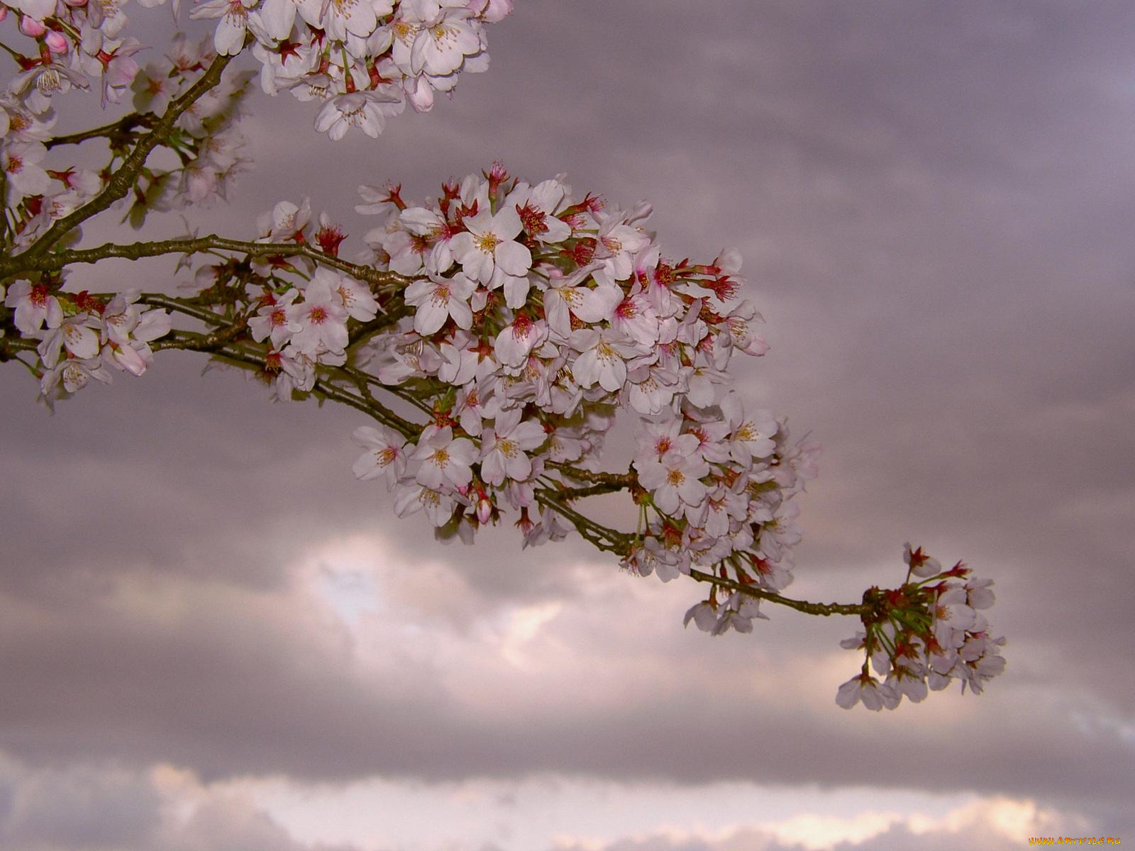 цветы, цветущие, деревья, кустарники