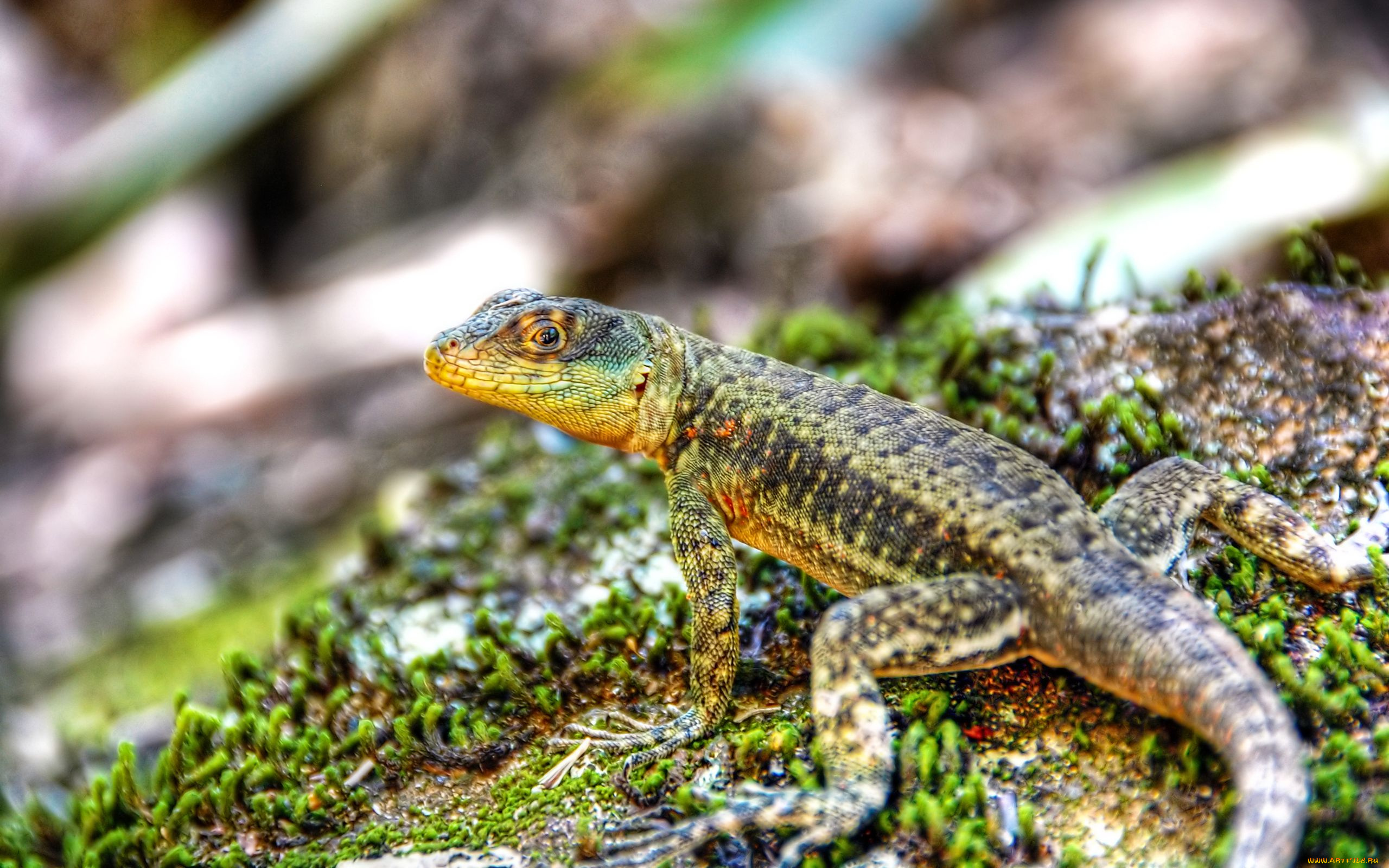 животные, Ящерицы, игуаны, вараны