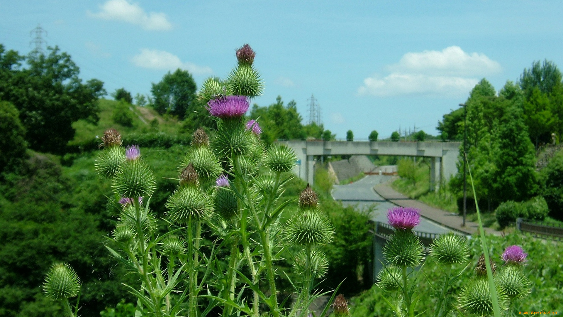цветы, Чертополох, репейник