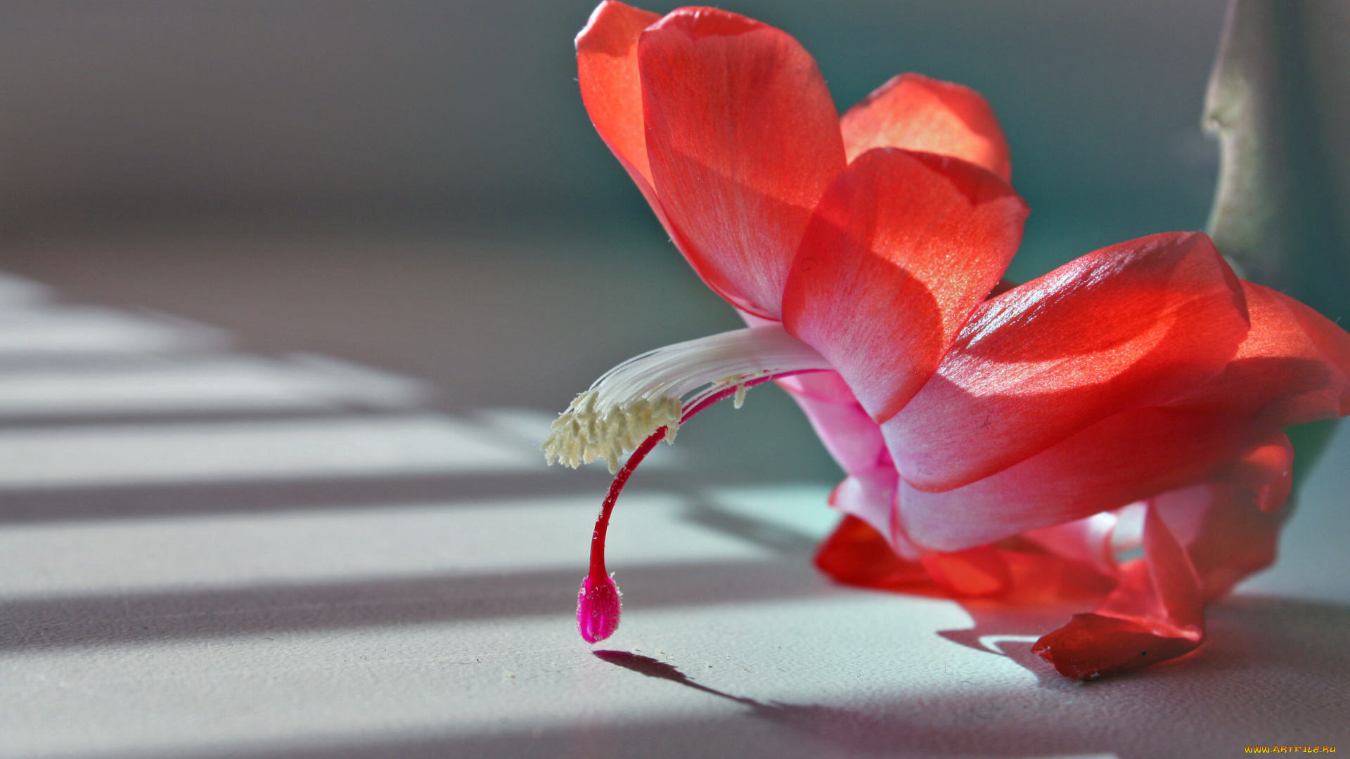 цветы, кактусы