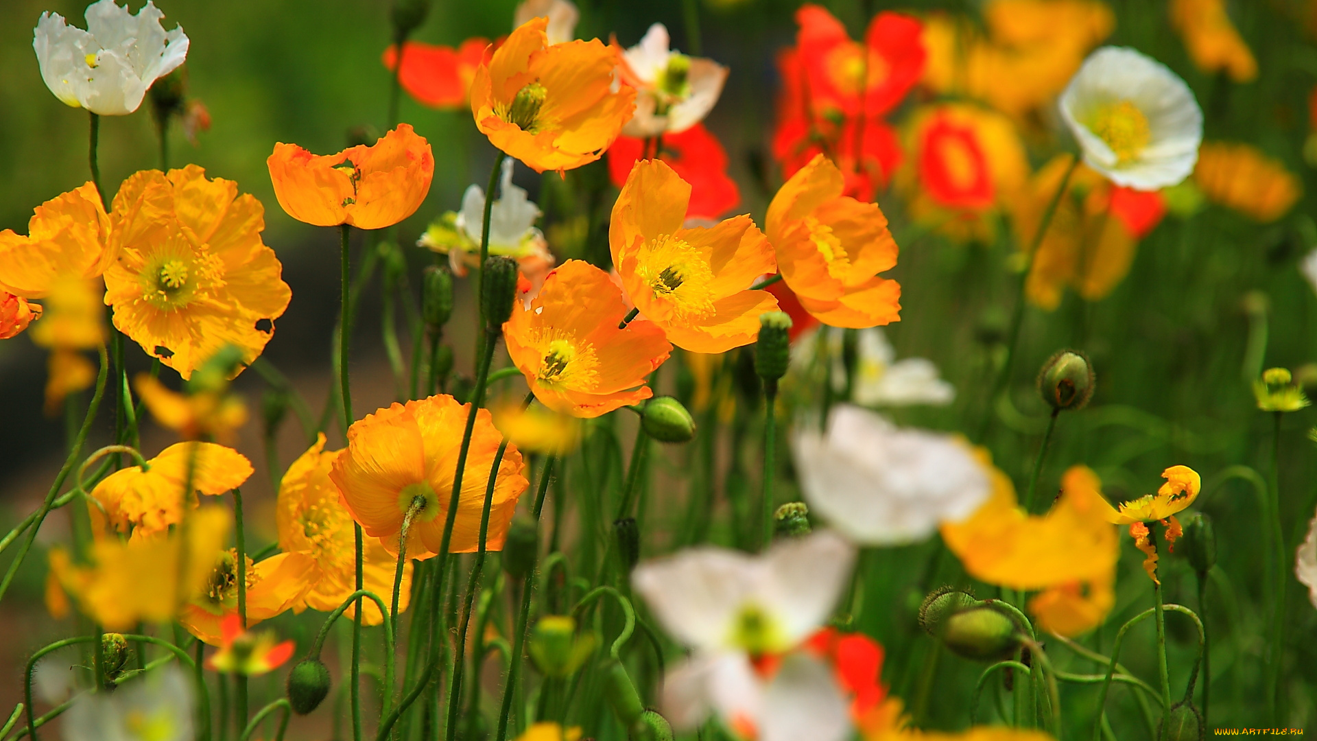 цветы, маки