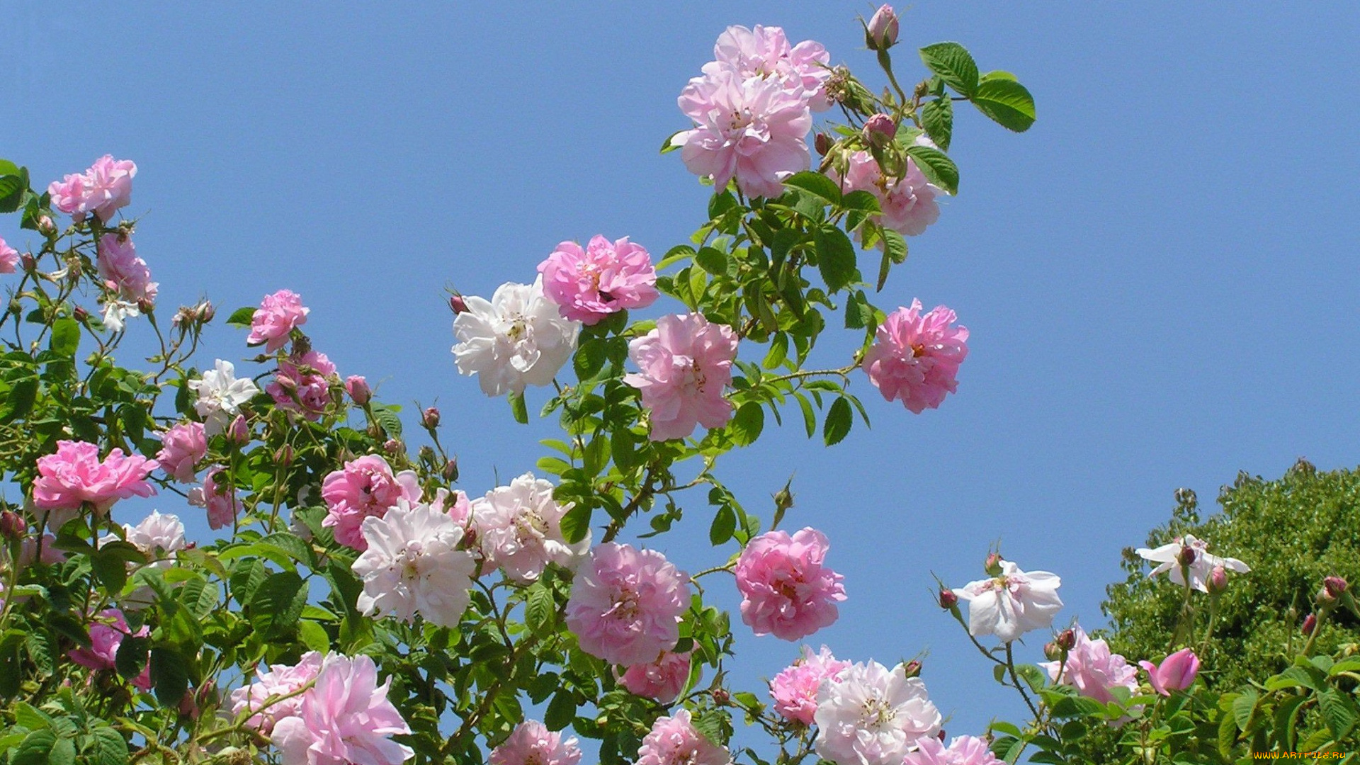 цветы, розы