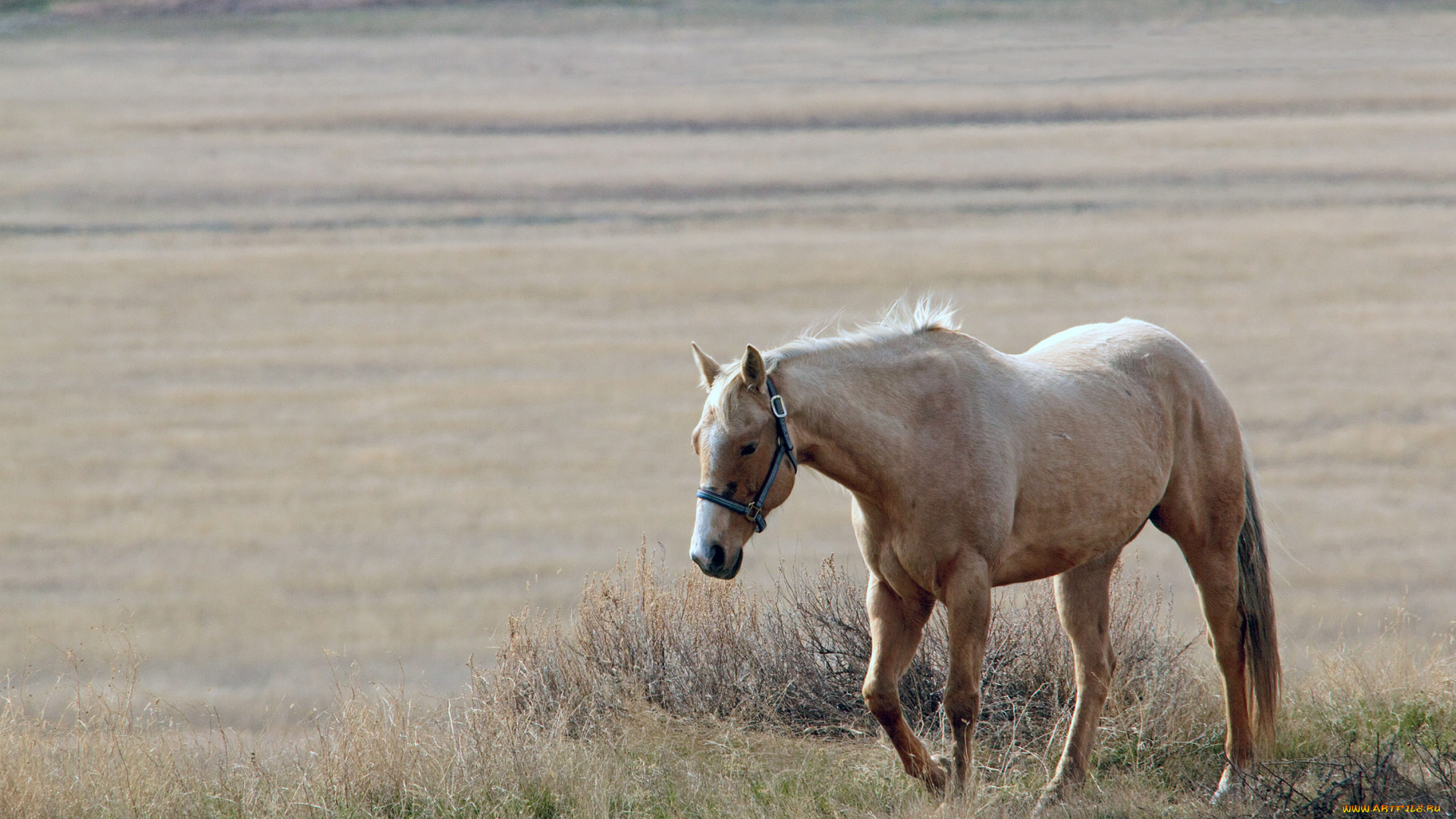животные, лошади