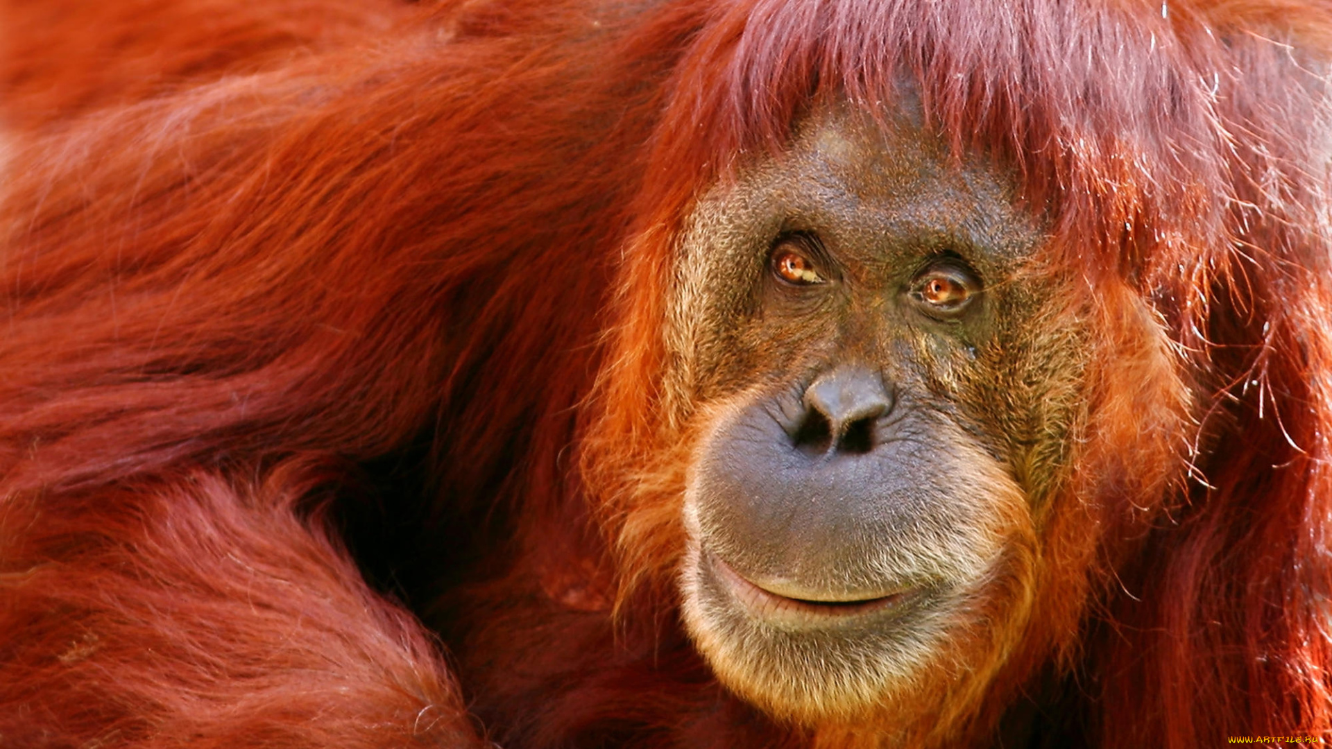 животные, обезьяны