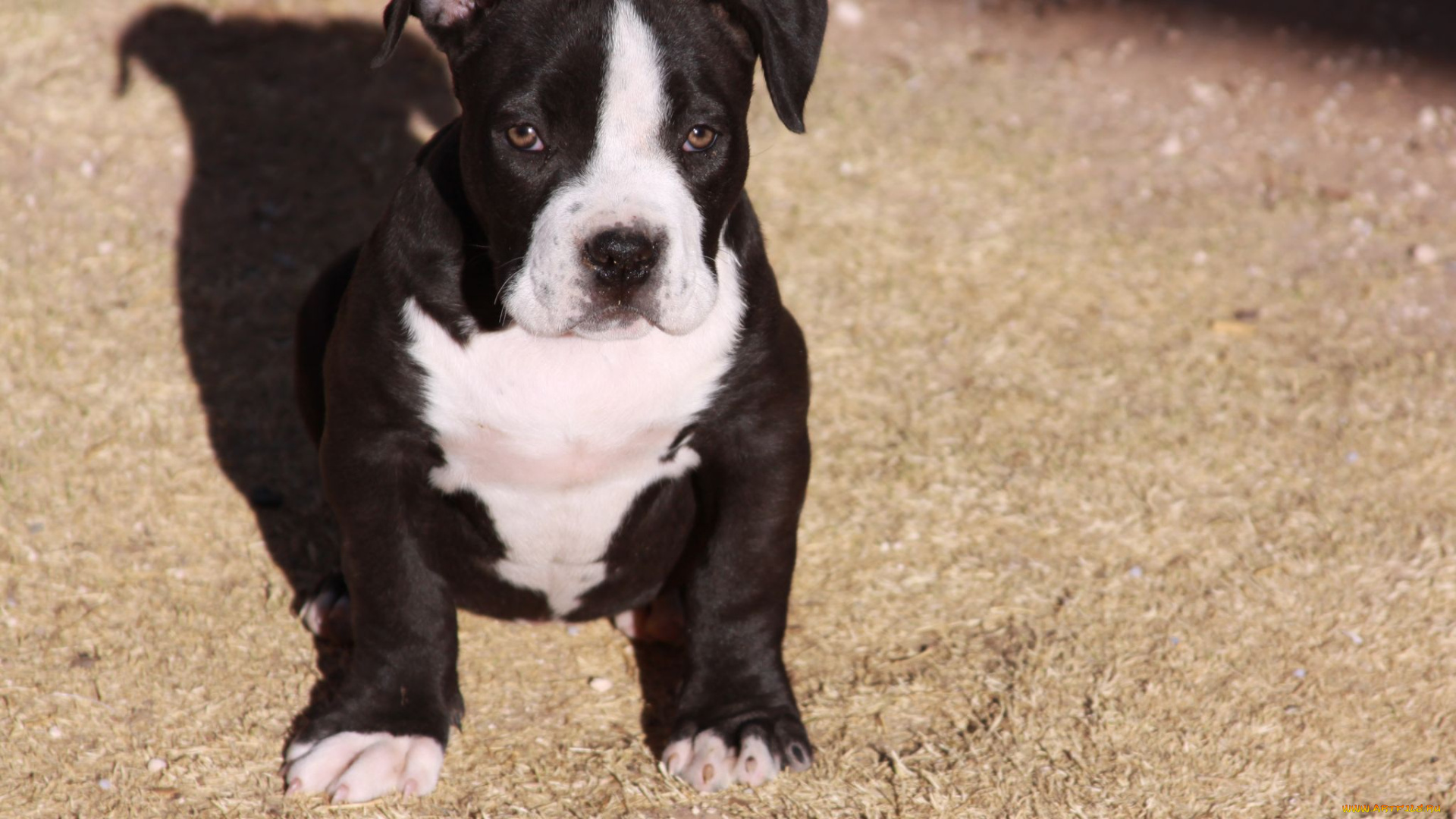 животные, собаки