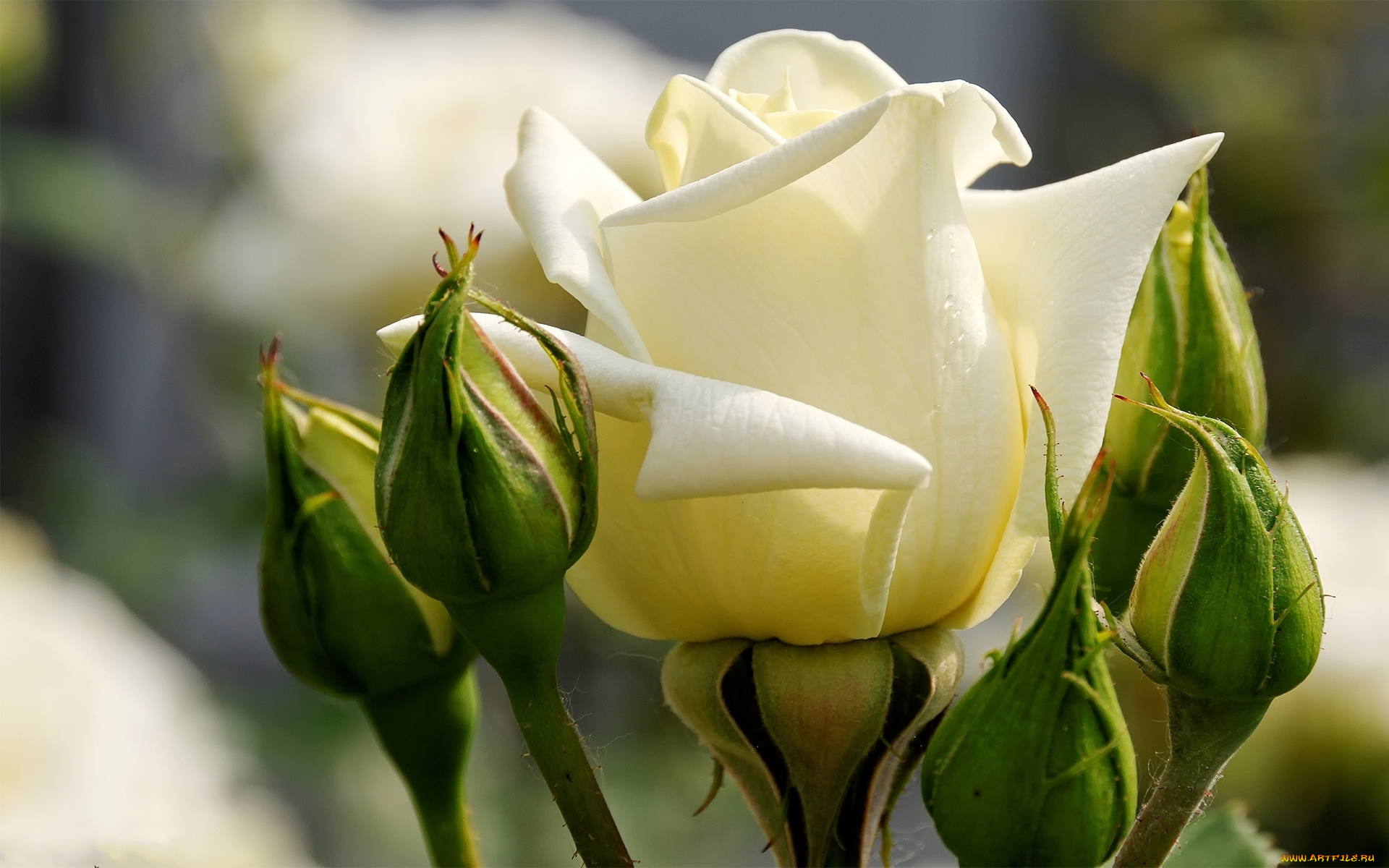 цветы, розы