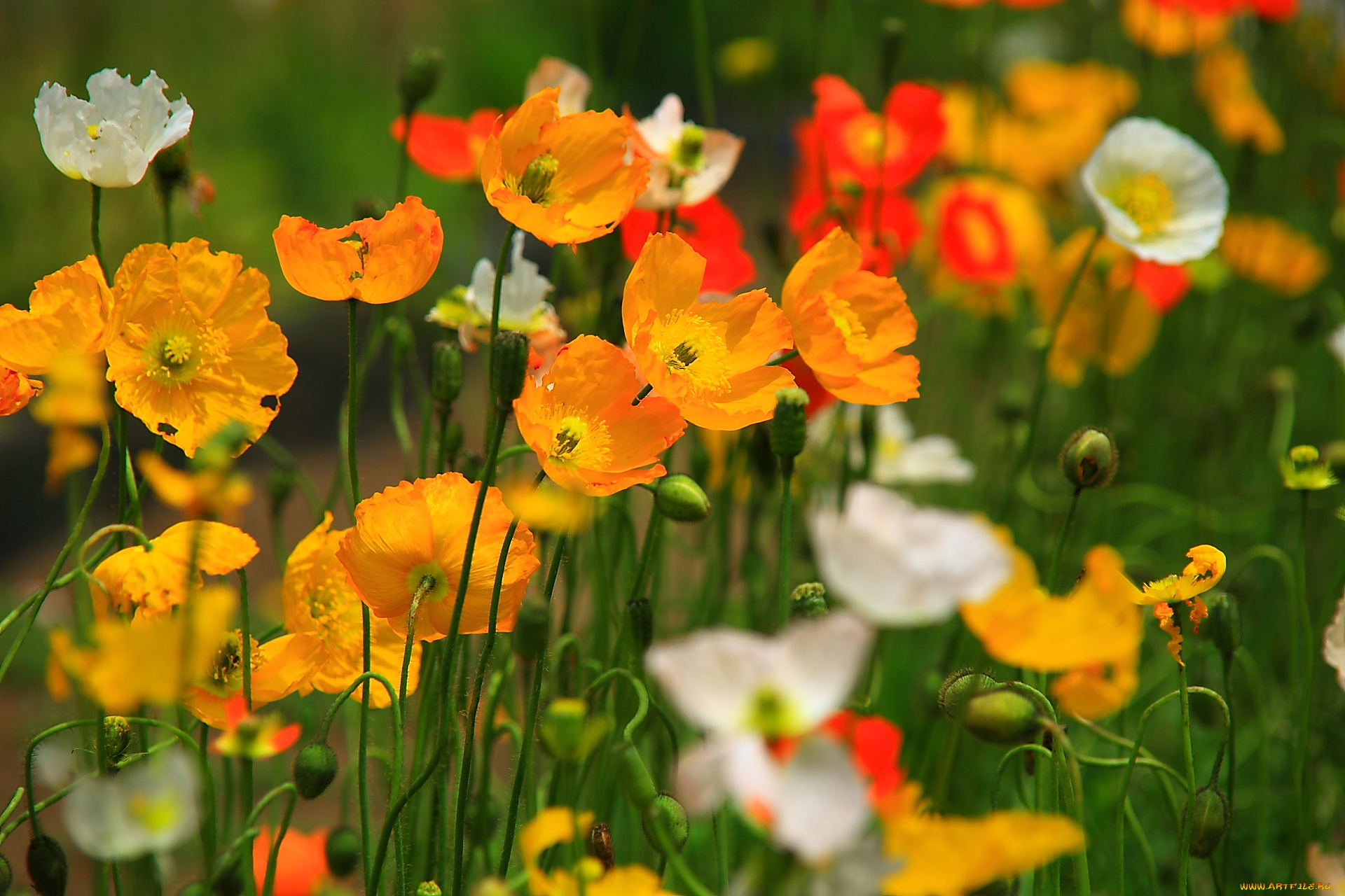 цветы, маки