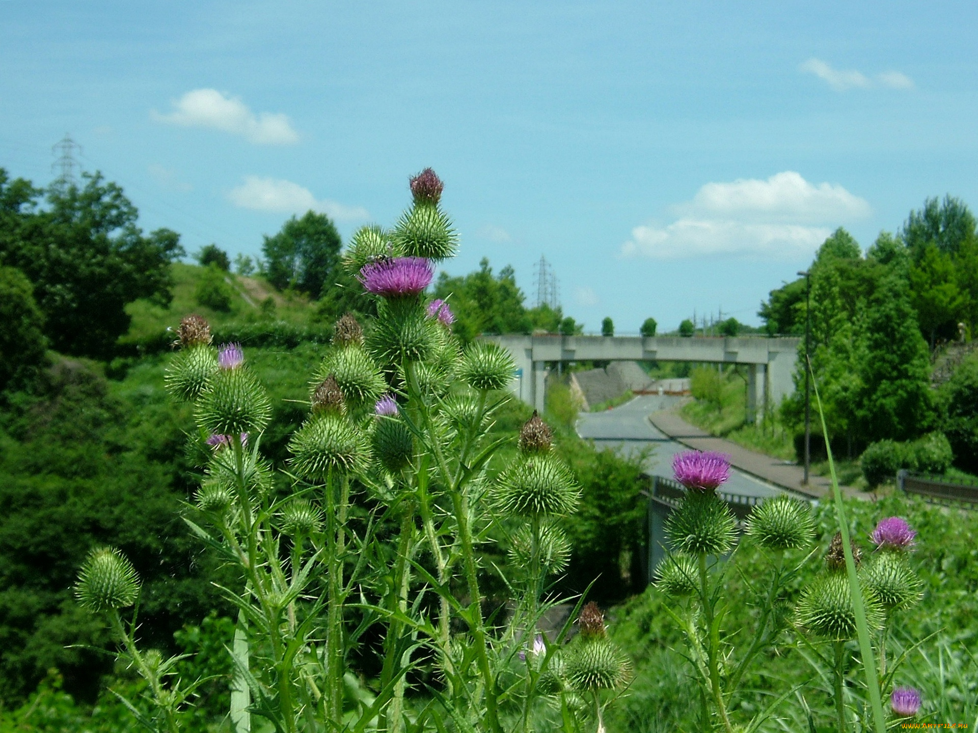цветы, Чертополох, репейник
