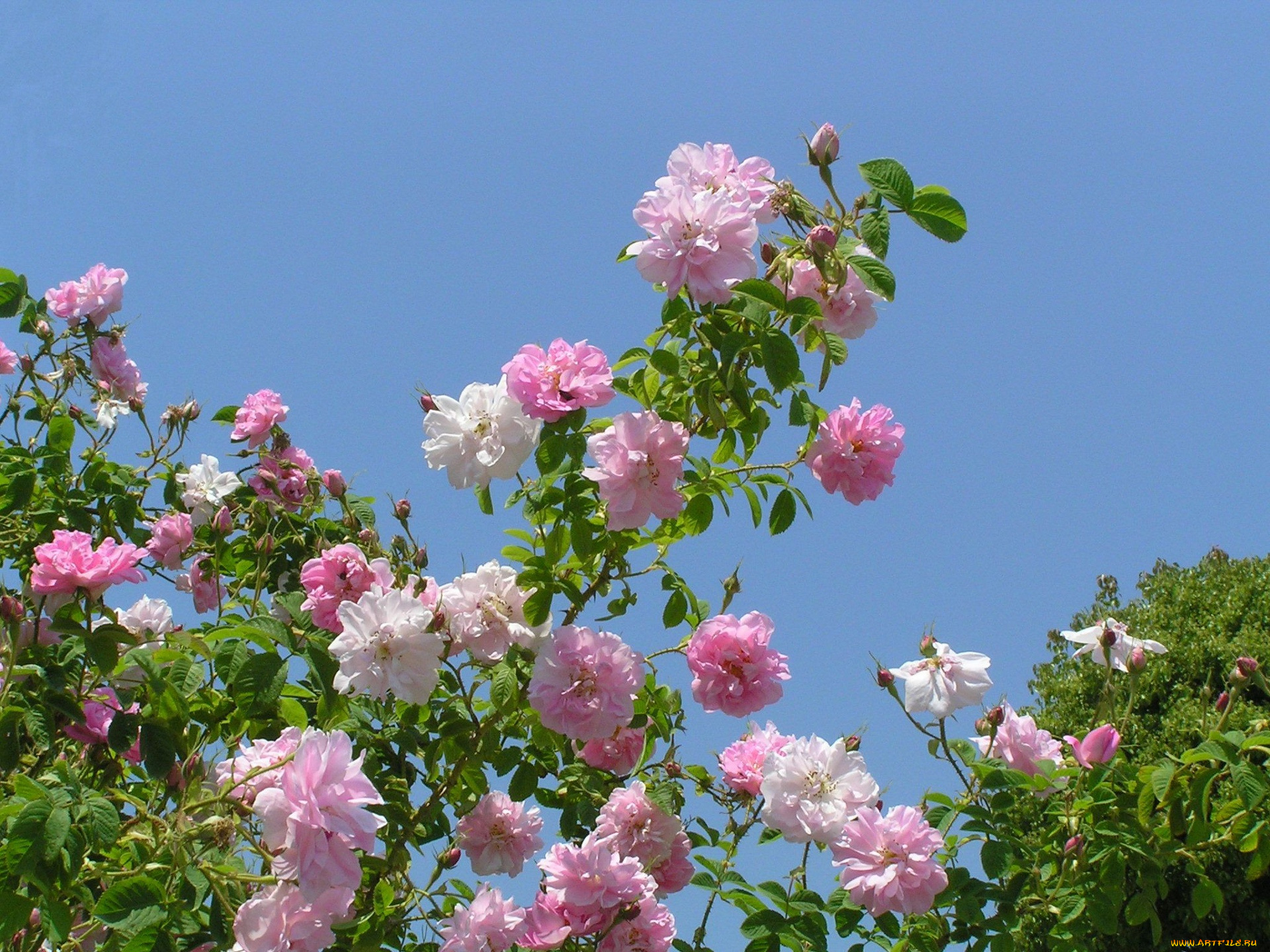 цветы, розы