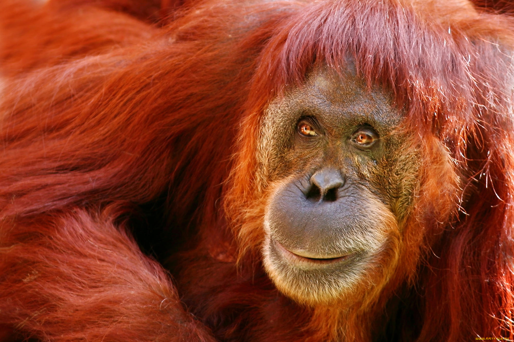 животные, обезьяны