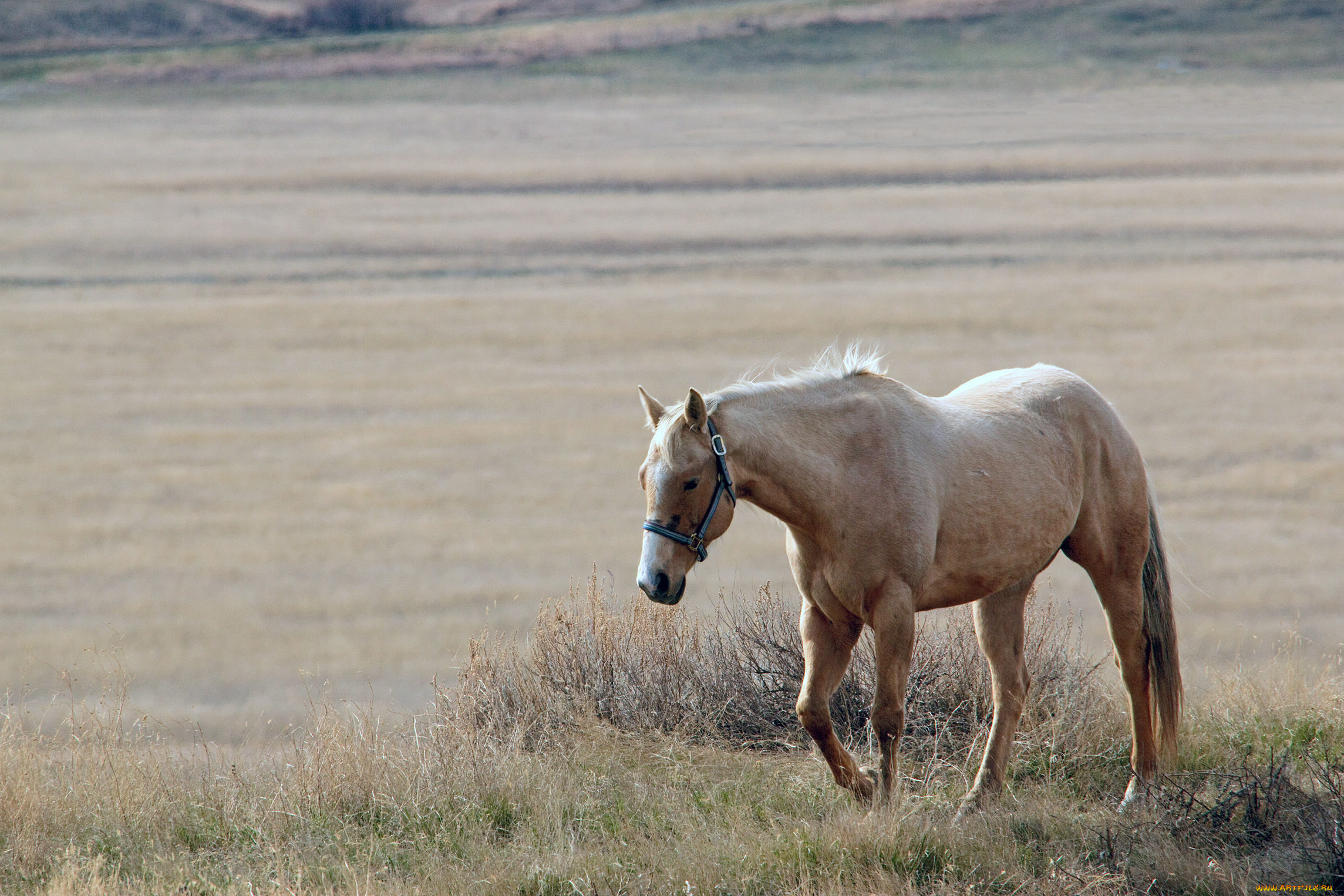 животные, лошади