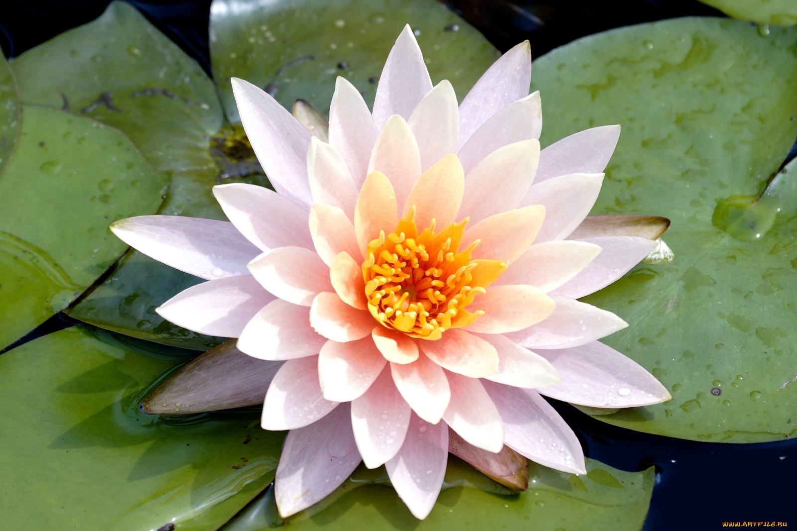 цветы, лилии, водяные, нимфеи, кувшинки, листья, бледно-розовый, лепестки