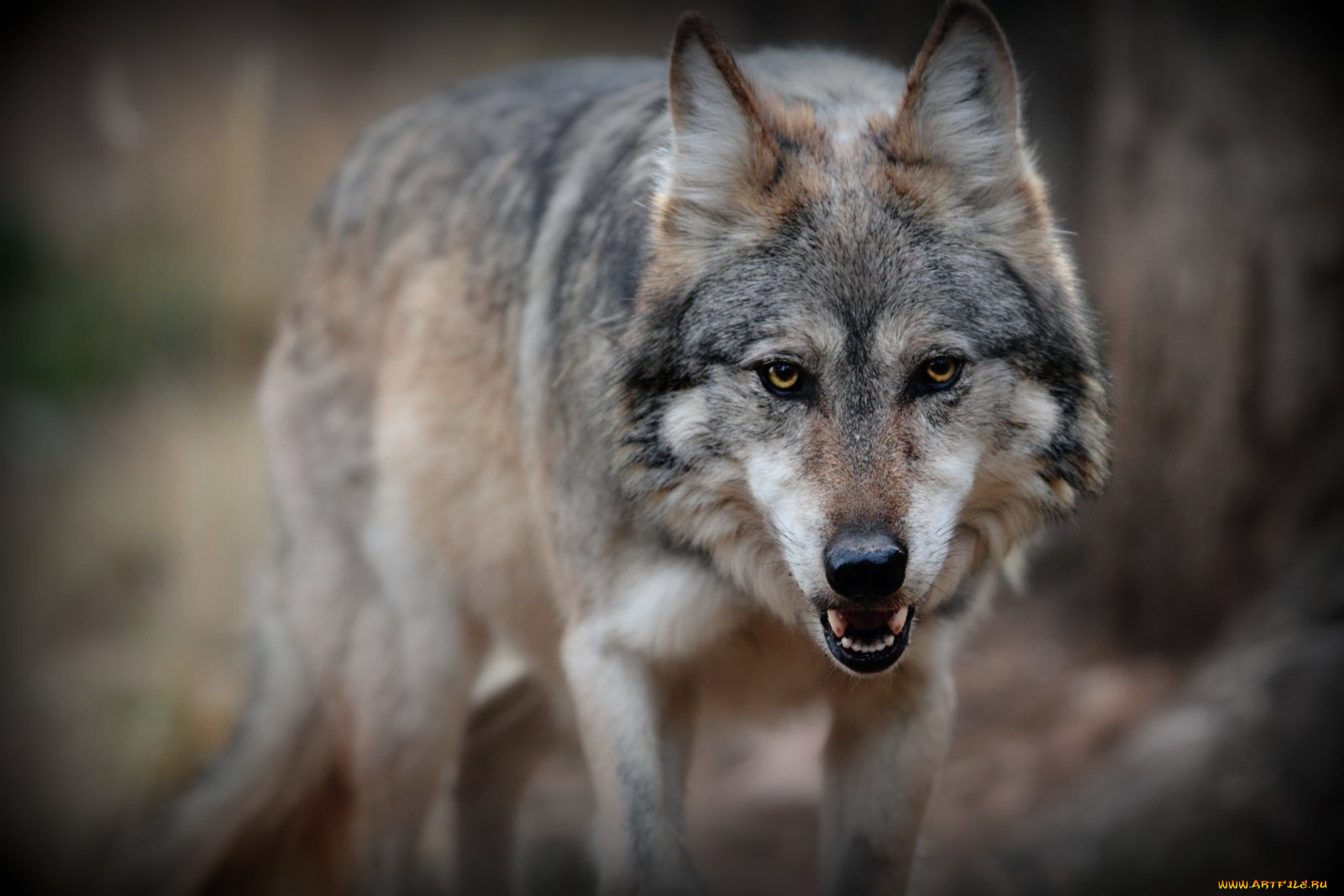 животные, волки, хищник