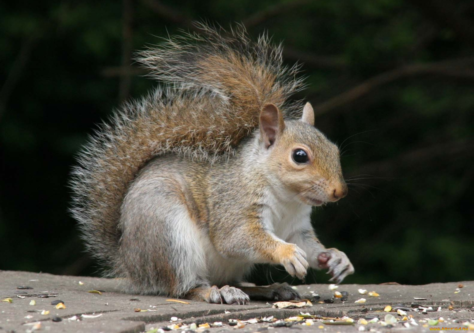 животные, белки, пушистый, хвост