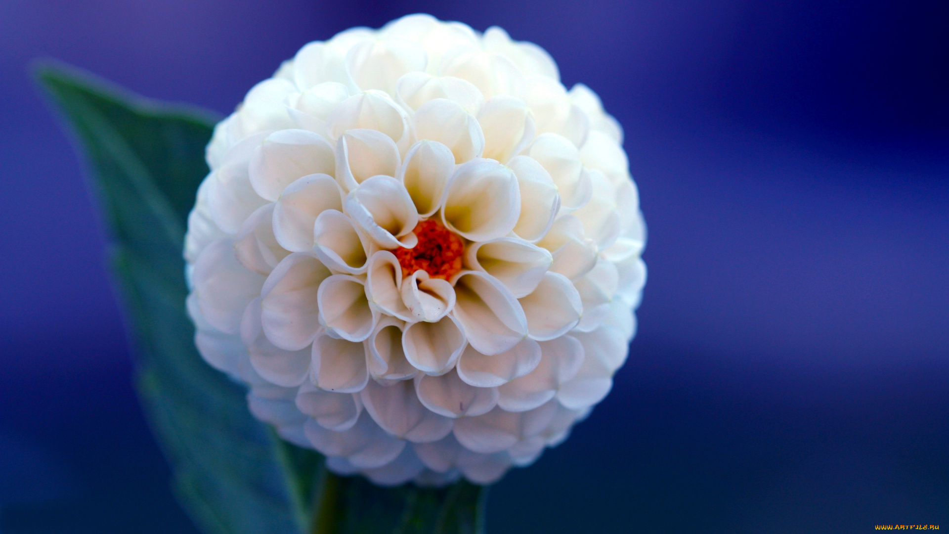 цветы, георгины, белый, лепестки, шар