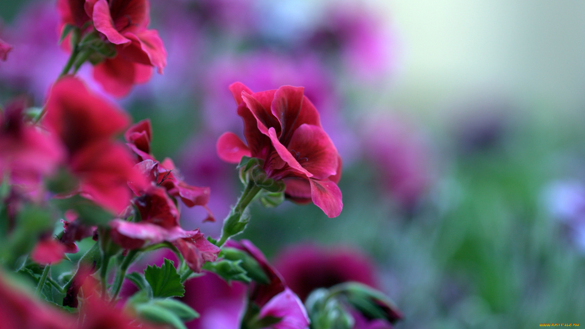 цветы, герань, пеларгония, красный