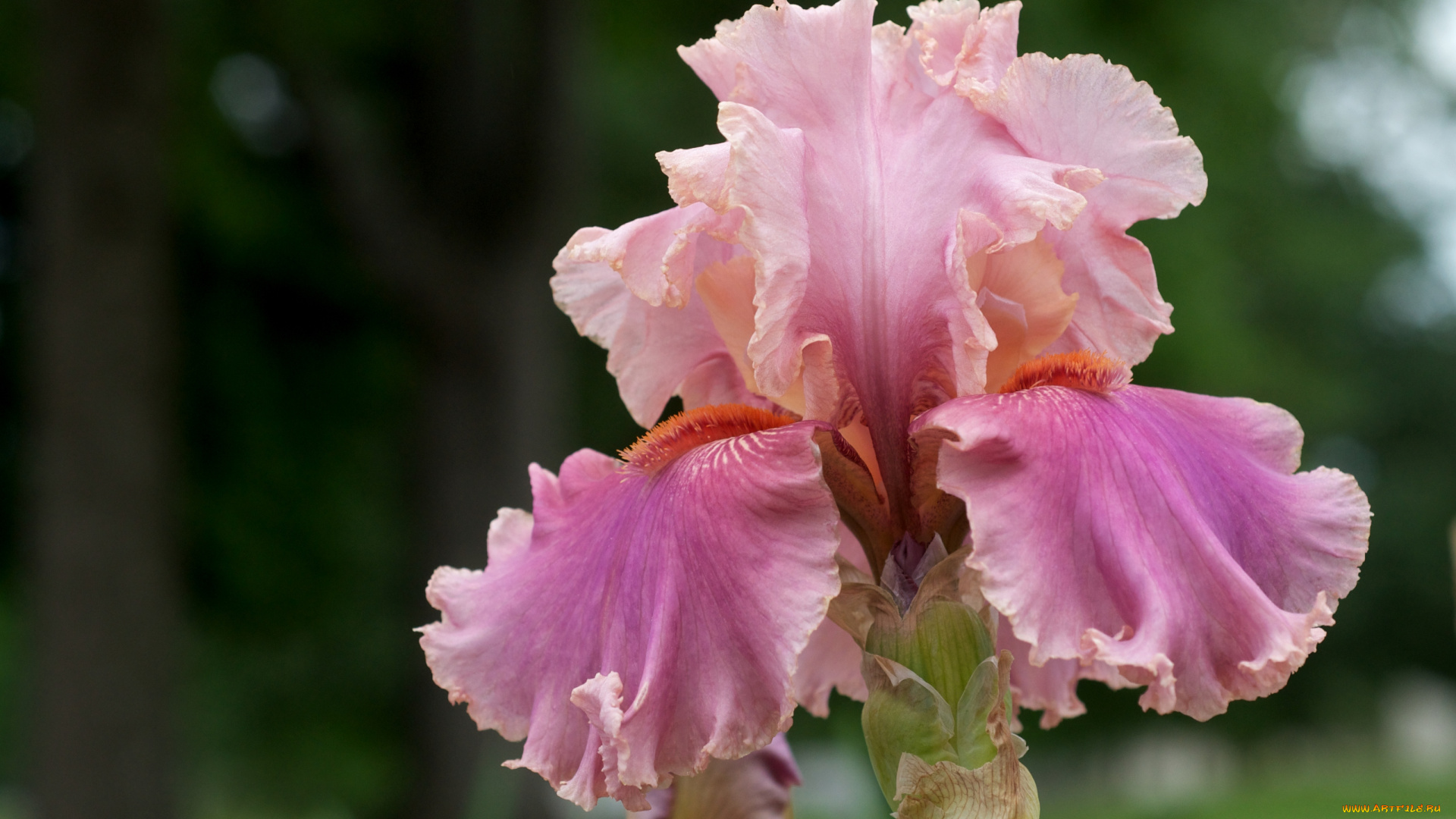 цветы, ирисы, розовый, лепестки