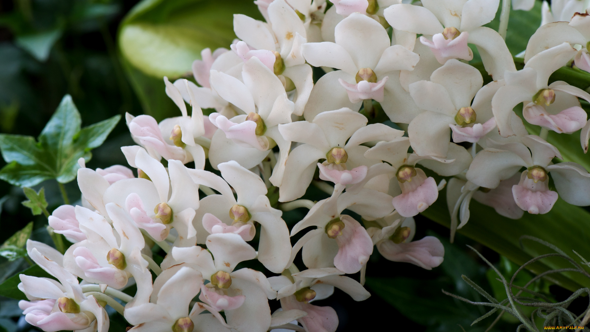 цветы, орхидеи, экзотика, ветка, белый