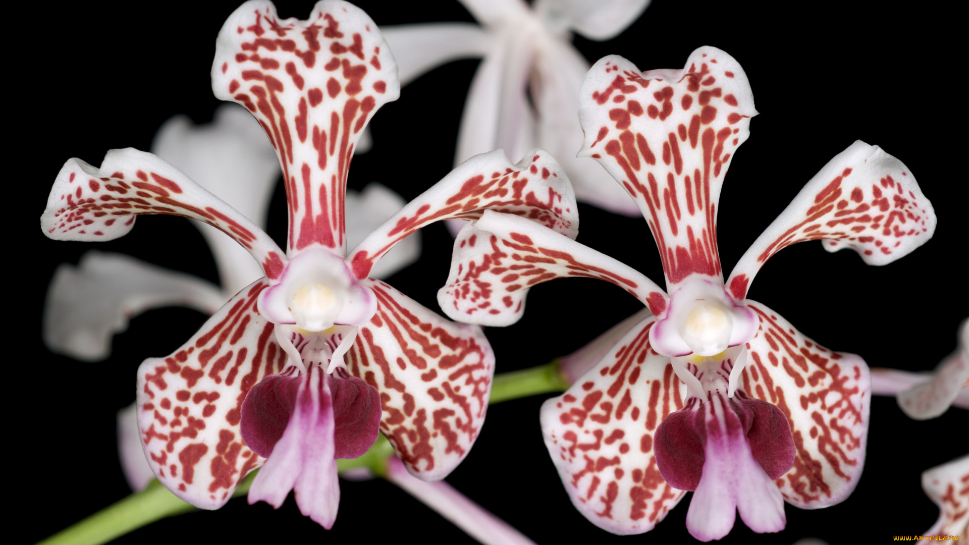 цветы, орхидеи, пятнистый, экзотика