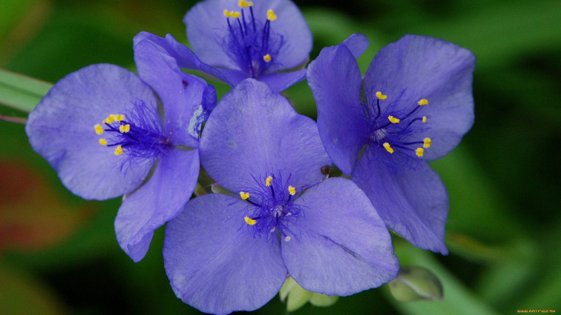 цветы, традесканции, лепестки, синий